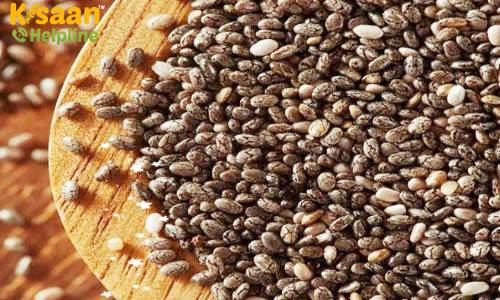 चिया बीज की उन्नत खेती, जानिए चिया बीज के फायदे और नुकसान के बारे में